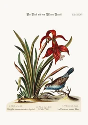 Der Blauflügel-Fink. Die Narzisse Jacobea, 1749-73